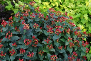 Hypericum 'Midnight Glow' New 2023